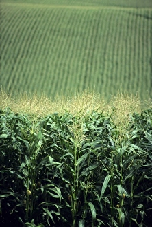 United State Prints: Field of corn