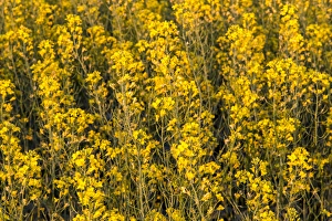 North Dakota Prints: Field of flowering canola near Regent, North Dakota, USA