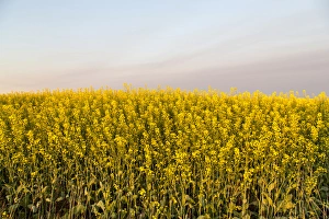 Images Dated 27th June 2012: Field of flowering canola near Regent, North Dakota, USA