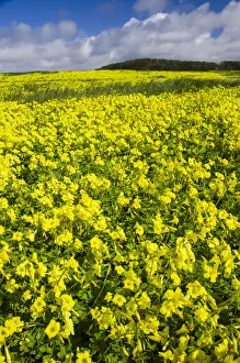 Field of Flowers