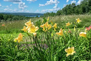 Botanical Prints: Field of flowers, Tower Hill Botanical Garden, Boylston, Massachusetts, USA