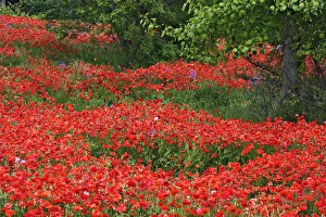 Images Dated 31st May 2005: Field of hybrid poppy flowers planted along roadway, North Carolina Papaveraceae spp