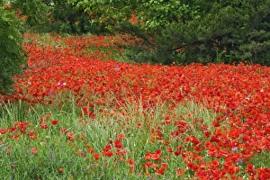 Papaveraceae Prints: Field of hybrid poppy flowers planted along roadway, North Carolina Papaveraceae spp