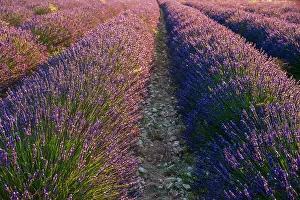 Lavender Prints: A field of Lavender, in bloom. Sault, Provence, France