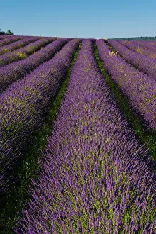 View From Below Prints: A field of Lavender, in bloom. Sault, Provence, France