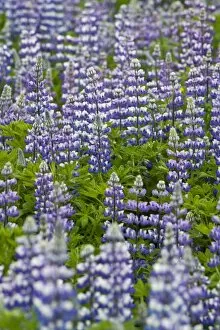 A field of Lupin in Iceland