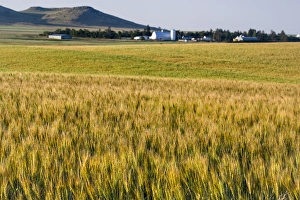 Images Dated 26th June 2012: Field of mid-growth wheat near Regent, North Dakota, USA