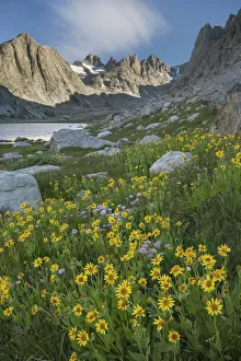 Subalpine Prints: Field of Narrowleaf Arnica, Titcomb Basin, Bridger Wilderness, Wind River Range, Wyoming