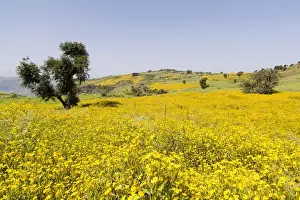 Amhara Prints: Field with Niger seed near Mulit, close to Semien Mountains, Ethiopia