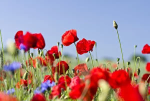 Germany Gallery: Field with poppy and conrflowers in the Usedomer Schweiz on the island of Usedom