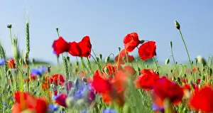Germany Prints: Field with poppy and conrflowers in the Usedomer Schweiz on the island of Usedom