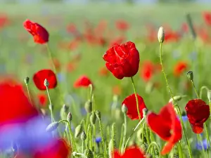 Germany Prints: Field with poppy and conrflowers in the Usedomer Schweiz on the island of Usedom