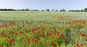 Germany Prints: Field with poppy and conrflowers in the Usedomer Schweiz on the island of Usedom