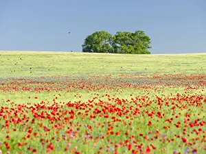 Germany Prints: Field with poppy and conrflowers in the Usedomer Schweiz on the island of Usedom