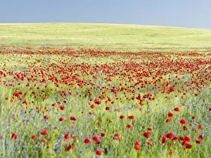 Germany Prints: Field with poppy and conrflowers in the Usedomer Schweiz on the island of Usedom