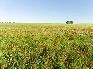 Images Dated 6th June 2016: Field with poppy and conrflowers in the Usedomer Schweiz on the island of Usedom