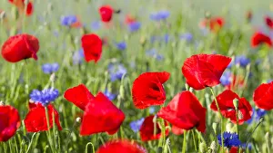 East Germany Prints: Field with poppy and conrflowers in the Usedomer Schweiz on the island of Usedom