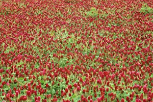 Field of Red Clover in the Willamette Valley of Oregon