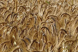 Provence Prints: A field of ripening wheat, Triticum species. Sault, Provence, France