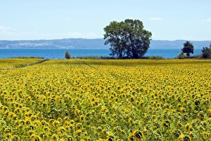 Images Dated 18th July 2009: Field of sunflowers, Lake of Bolsena, Bolsena, Viterbo Province, Latium, Italy