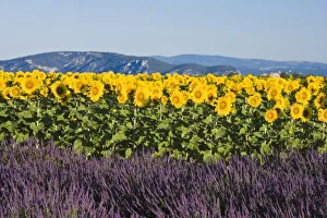 Sun Flower Prints: Field of sunflowers and lavender flowers, Valensole, Provence, France