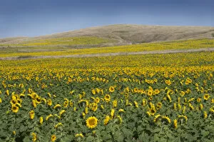 Field of sunflowers in rural Nebraska. Sunflowers are used to produce vegetable oil