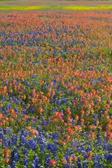 Field of Texas Blue Bonnets and Indian Paint Brush springtime Texas Hill Country