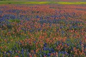 Images Dated 4th April 2005: Field of Texas Blue Bonnets and Indian Paint Brush springtime Texas Hill Country