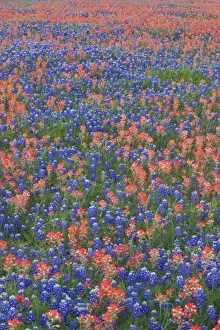 Images Dated 3rd April 2005: Field of Texas Blue Bonnets and Indian Paint Brush springtime Texas Hill Country