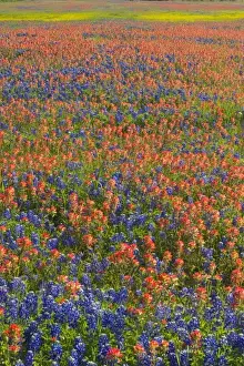 Images Dated 4th April 2005: Field of Texas Blue Bonnets and Indian Paint Brush springtime Texas Hill Country