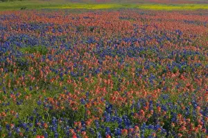 Field of Texas Blue Bonnets and Indian Paint Brush springtime Texas Hill Country