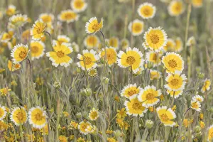 Images Dated 25th March 2017: Field of tidy tips - California, Shell Creek Credit as: Don Paulson / Jaynes Gallery