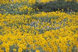 Images Dated 10th August 2011: Field of Wildflowers, Arnica SP, Urticifolia Horse Mint, in Willard Basin, Willard