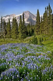 Images Dated 11th July 2007: A field of wildflowers in from of Mount Rainier, Mount Rainier National Park, Washington