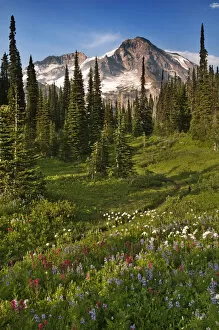 A field of wildflowers in from of Mount Rainier, Mount Rainier National Park, Washington