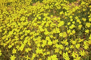 Annual Prints: Field of wildflowers, Munga-Thirri National Park, Australia