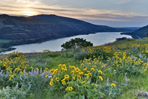 Images Dated 23rd April 2016: Fields of Balsamroot and Lupine on the Hills above the Columbia River Rowena, Oregon