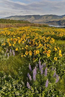 Images Dated 23rd April 2016: Fields of Balsamroot and Lupine on the Hills above the Columbia River Rowena, Oregon