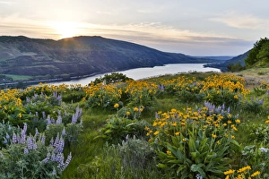 Images Dated 23rd April 2016: Fields of Balsamroot and Lupine on the Hills above the Columbia River Rowena, Oregon