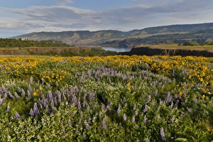 Images Dated 23rd April 2016: Fields of Balsamroot and Lupine on the Hills above the Columbia River Rowena, Oregon