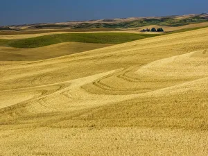 Fields during harvest