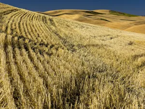 Palouse Prints: Fields during harvest