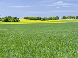 Fields in Thuringia near towns of Muehlhausen and Weberstedt, Germany