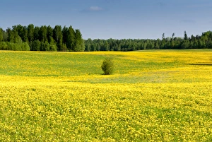 Estonia Collection: Fields at Varska, Estonia, Baltic States, Europe