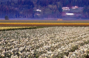 Images Dated 20th October 2005: Fields of white and yellow daffodils in rural Skagit county, Washington