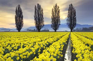 Pastoral Prints: Fields of yellow daffodils in late March, Skagit Valley, Washington State