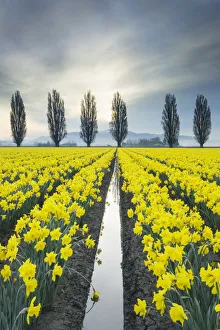 Images Dated 15th March 2019: Fields of yellow daffodils in late March, Skagit Valley, Washington State