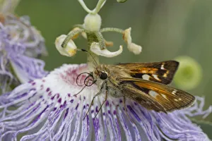 Images Dated 5th September 2020: Fiery skipper, Creasey Mahan Nature Preserve, Kentucky