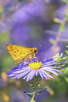 Alighting Prints: Fiery Skipper on Frikart's Aster, Marion County, Illinois