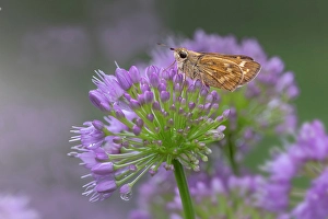 Resting Prints: Fiery skipper on purple flowers, Kentucky